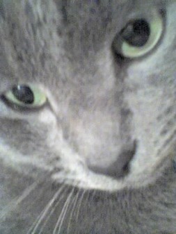 MON  KATOU